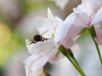 Bild "P4190021-cl1.jpg"