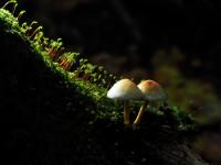 Bild "PA200094-cl1.jpg"