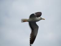 Bild "P8060187-klein.jpg"